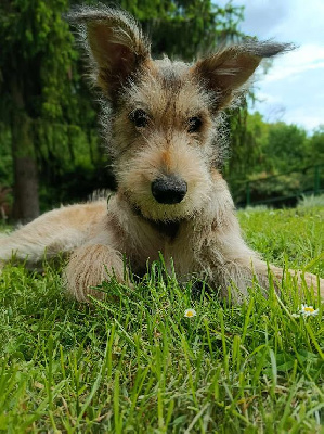 Aldo