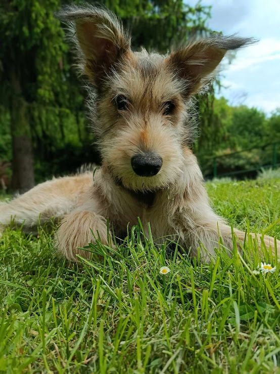 des Jardins de Damalis - Chiots disponibles - Berger de Picardie